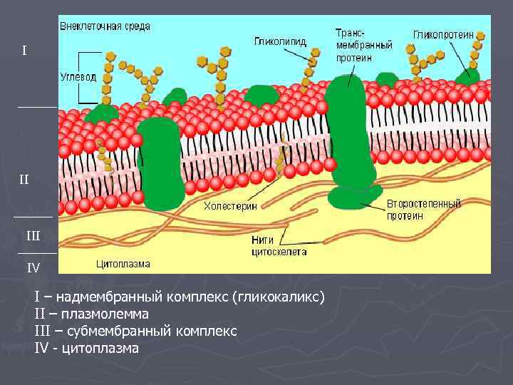 I II IV  I – надмембранный комплекс (гликокаликс) II – плазмолемма III –