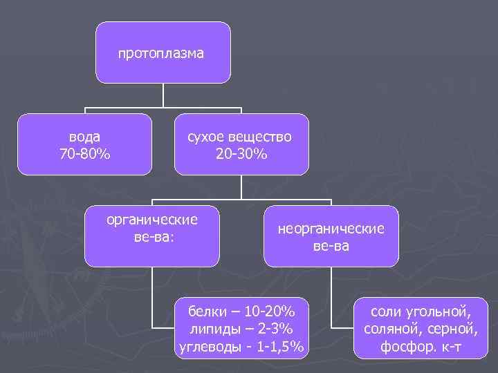    протоплазма вода  сухое вещество 70 -80%    20
