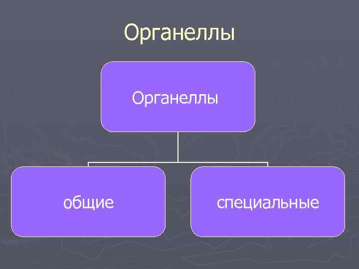   Органеллы общие  специальные 