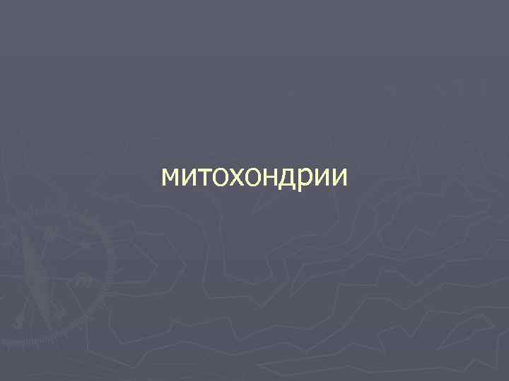 митохондрии 