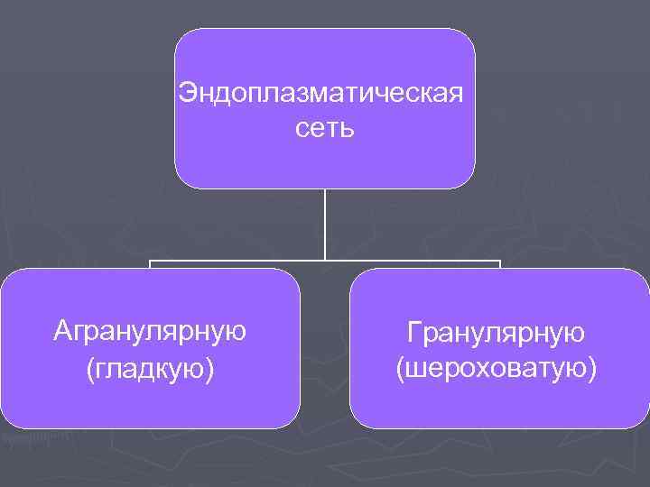   Эндоплазматическая    сеть Агранулярную   Гранулярную  (гладкую) 