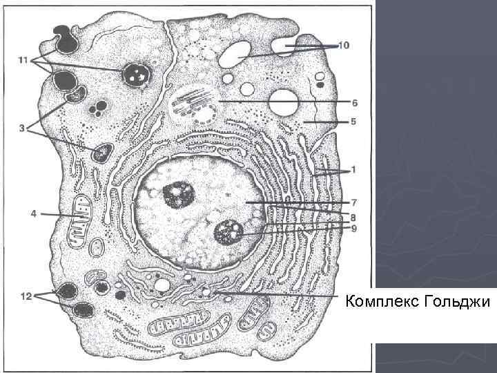 Комплекс Гольджи 