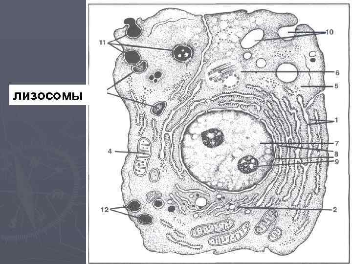 лизосомы 