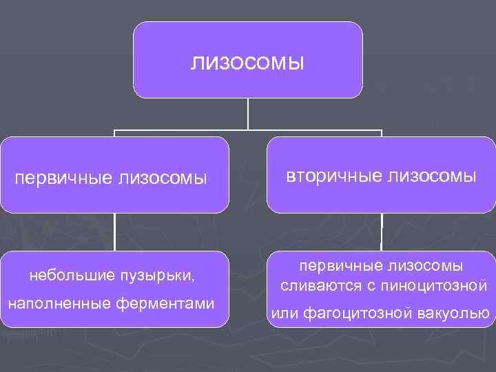     лизосомы  первичные лизосомы  вторичные лизосомы   