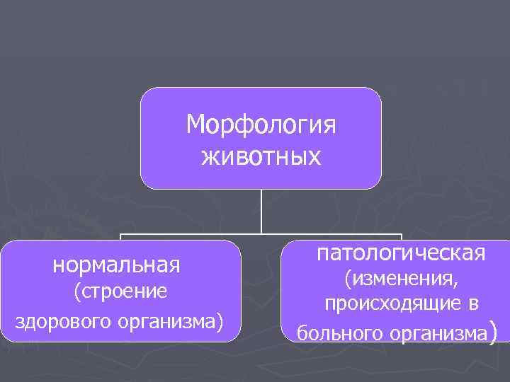     Морфология   животных      патологическая