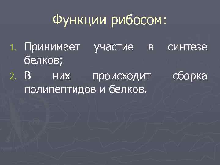   Функции рибосом: 1. Принимает участие в синтезе  белков; 2. В 