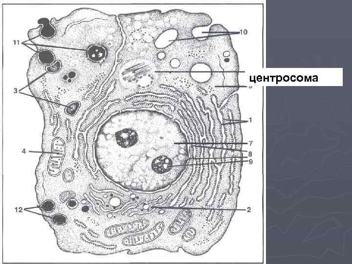 центросома 