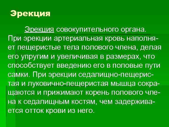 Эрекция совокупительного органа.  При эрекции артериальная кровь наполня- ет пещеристые тела полового члена,