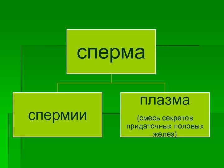  сперма    плазма спермии (смесь секретов  придаточных половых  