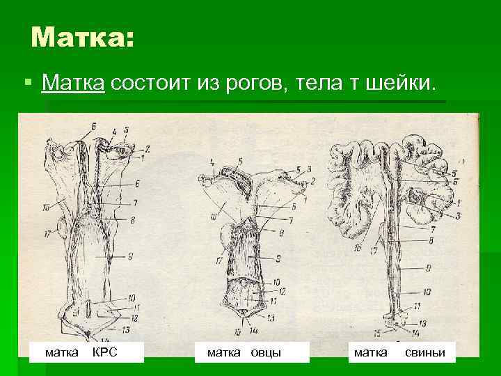 Матка: § Матка состоит из рогов, тела т шейки.   матка  КРС