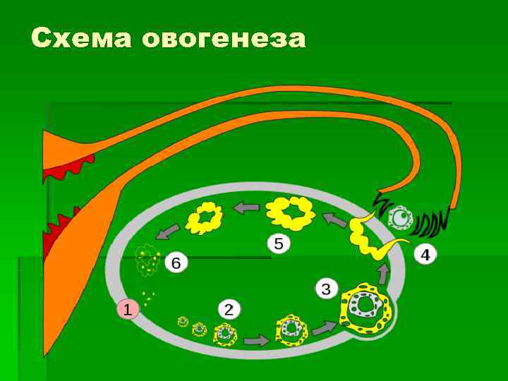 Схема овогенеза 