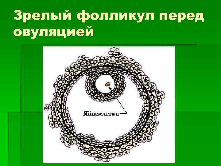 Зрелый фолликул перед овуляцией 