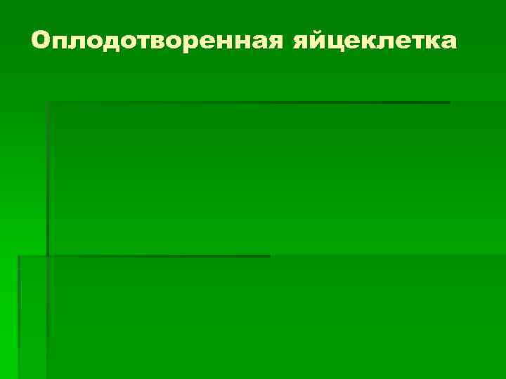 Оплодотворенная яйцеклетка 