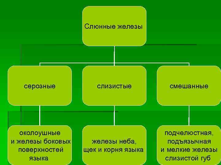 Слюнные железы серозные слизистые смешанные Слюнные железы серозные слизистые смешанные