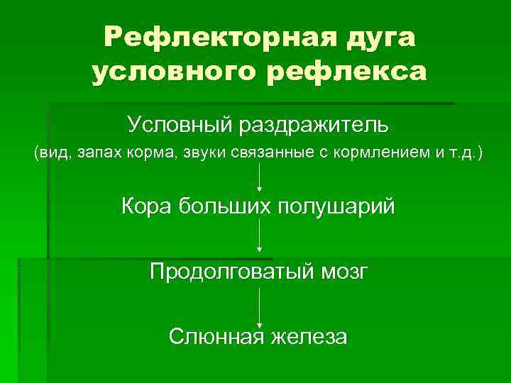 Рефлекторная дуга условного рефлекса Условный раздражитель (вид, запах корма, звуки Рефлекторная дуга условного рефлекса Условный раздражитель (вид, запах корма, звуки