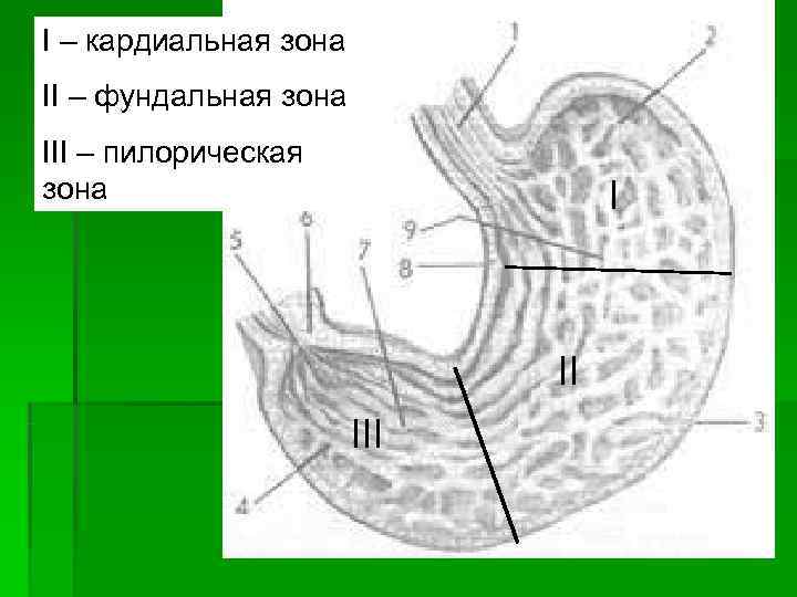 I – кардиальная зона II – фундальная зона III – пилорическая зона I – кардиальная зона II – фундальная зона III – пилорическая зона