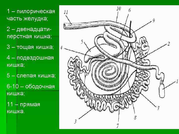 Какая структура ворсинки кишечника обозначена на рисунке цифрой 1