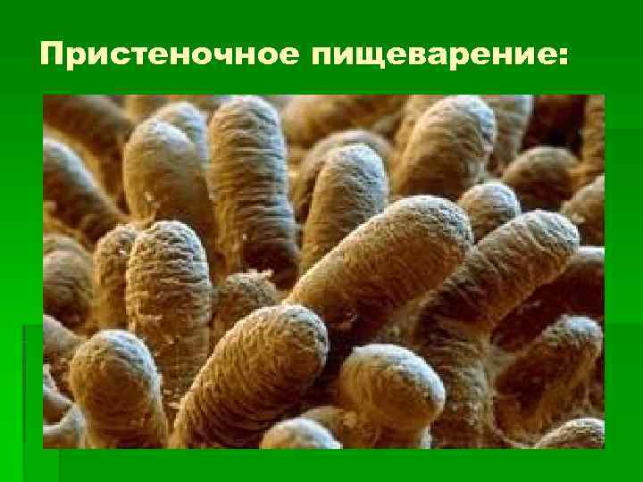 Пристеночное пищеварение: Пристеночное пищеварение: