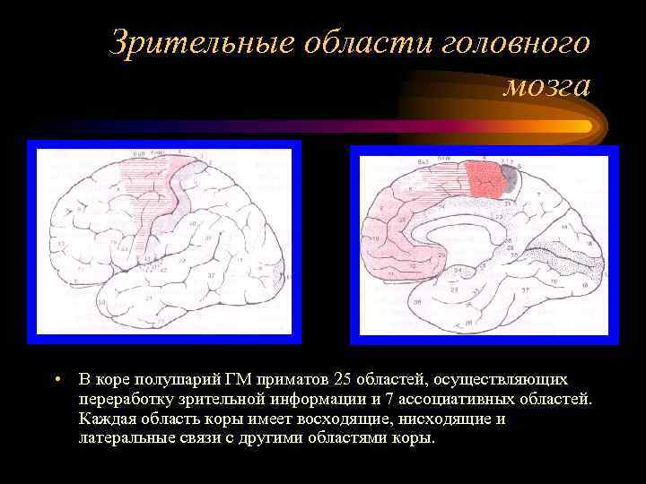  Зрительные области головного     мозга • В коре полушарий ГМ