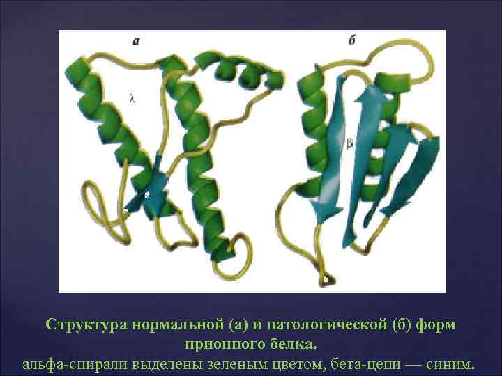 Структура нормальной (а) и патологической (б) форм прионного Структура нормальной (а) и патологической (б) форм прионного