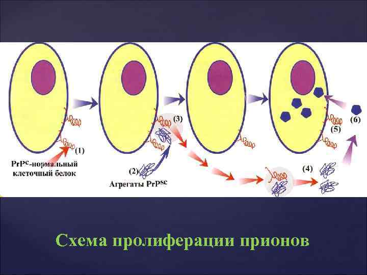 Схема пролиферации прионов Схема пролиферации прионов
