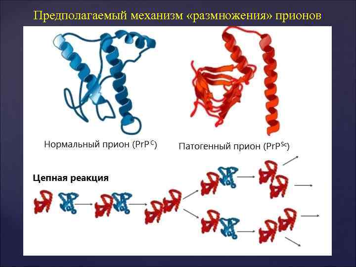 Предполагаемый механизм «размножения» прионов Предполагаемый механизм «размножения» прионов