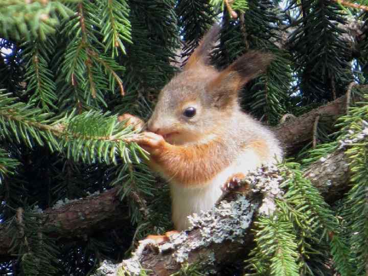 Где появился на свет… 