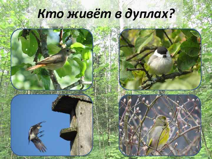 Кто живёт в дуплах? 