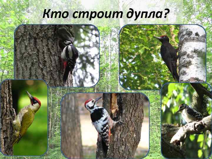 Кто строит дупла? 