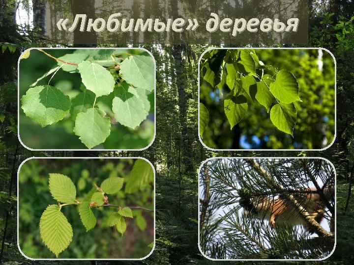  «Любимые» деревья 