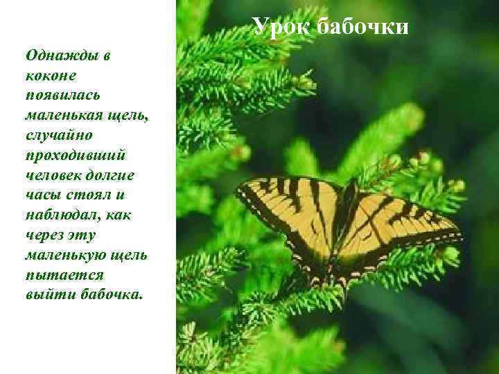   Урок бабочки Однажды в коконе появилась маленькая щель, случайно проходивший человек