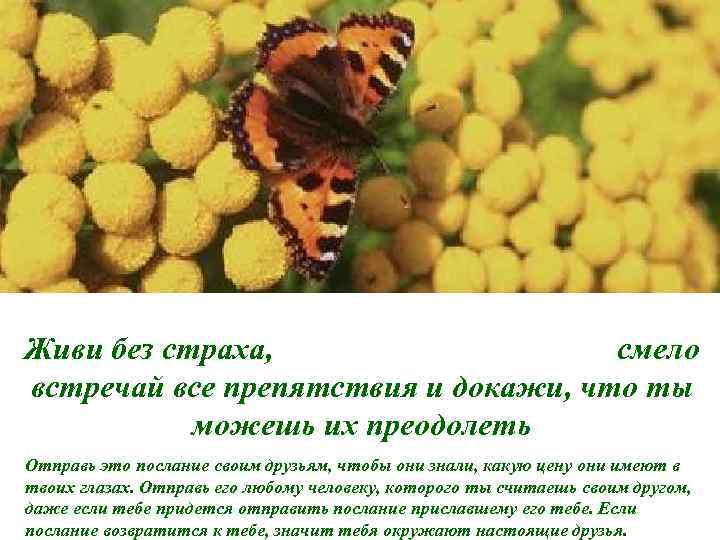 Живи без страха,     смело встречай все препятствия и докажи, что