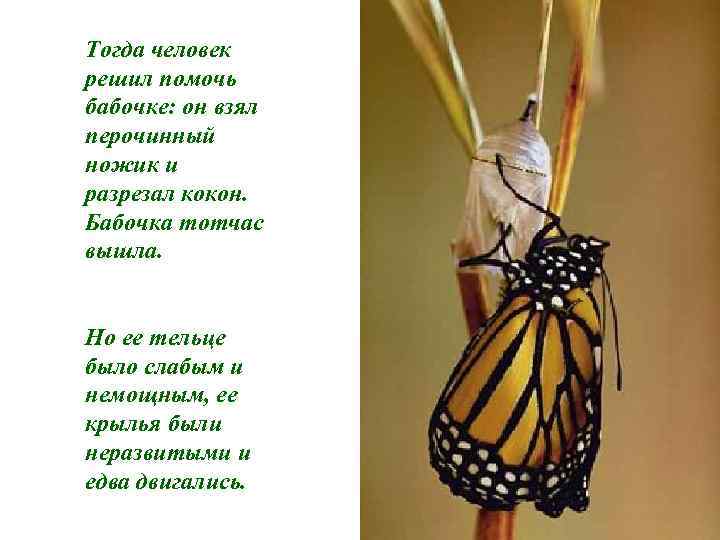 Тогда человек решил помочь бабочке: он взял перочинный ножик и разрезал кокон. Бабочка тотчас
