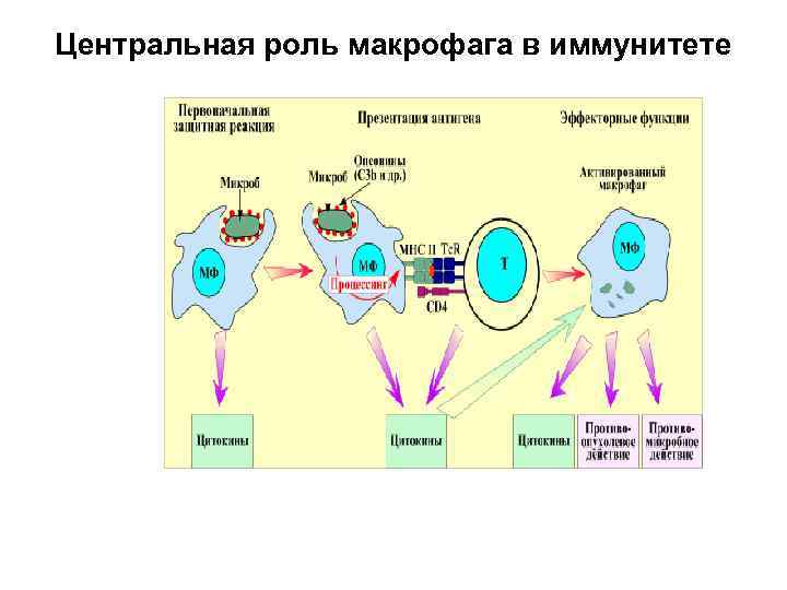 Центральная роль макрофага в иммунитете 