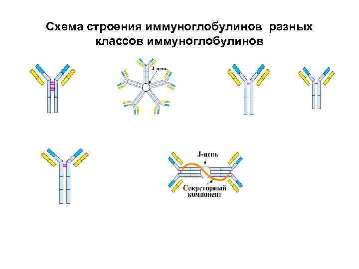 Схема строения иммуноглобулинов разных   классов иммуноглобулинов     
