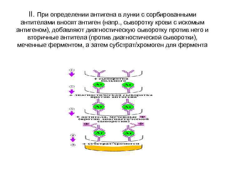   II. При определении антигена в лунки с сорбированными  антителами вносят антиген