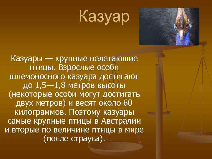    Казуары — крупные нелетающие  птицы. Взрослые особи  шлемоносного казуара