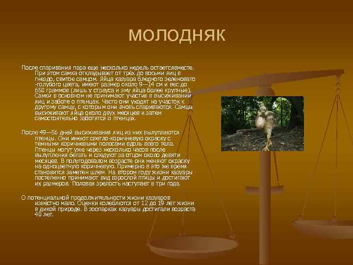       молодняк После спаривания пара еще несколько недель остаетсявместе.