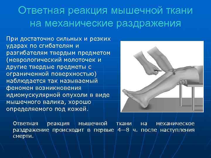   Ответная реакция мышечной ткани на механические раздражения При достаточно сильных и резких