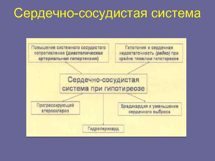 Сердечно-сосудистая система 