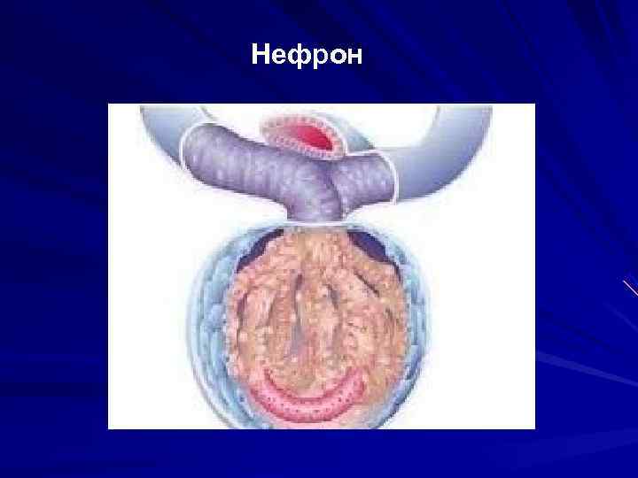       Нефрон 
