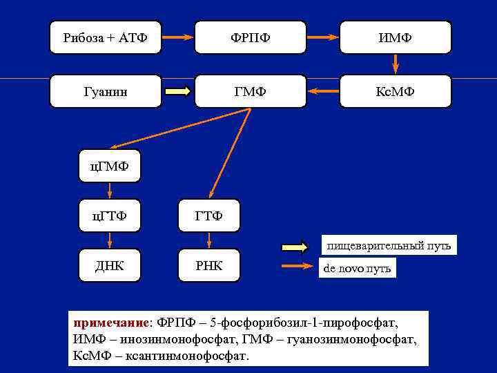 Рибоза + АТФ  ФРПФ   ИМФ Гуанин    ГМФ 