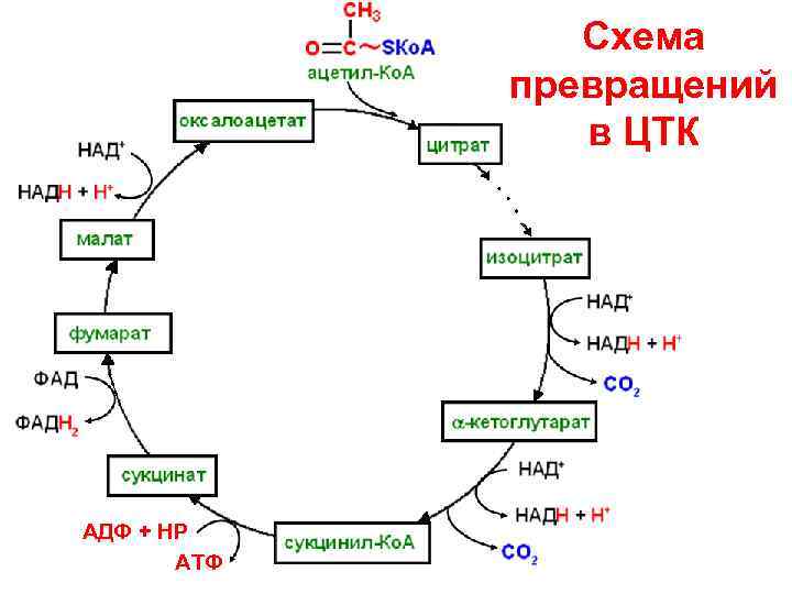     Схема   превращений   в ЦТК АДФ +
