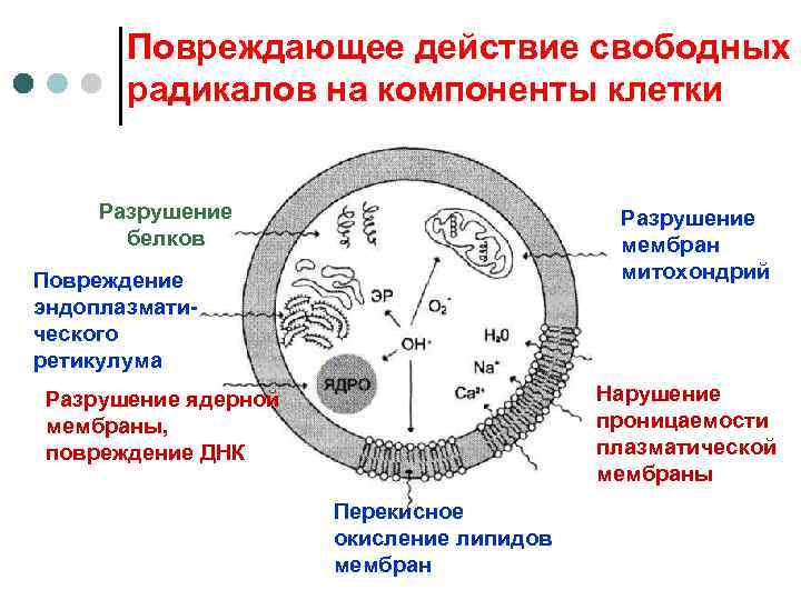   Повреждающее действие свободных  радикалов на компоненты клетки  Разрушение  