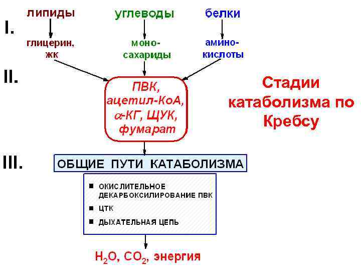   Стадии катаболизма по Кребсу 