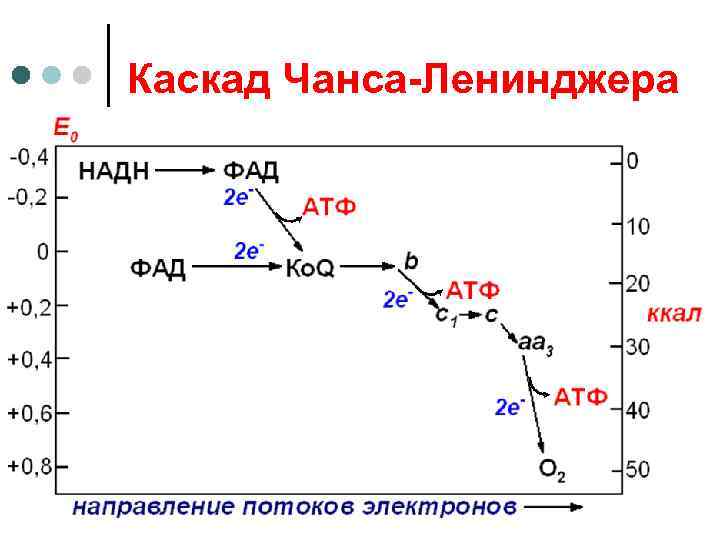 Каскад Чанса-Ленинджера 