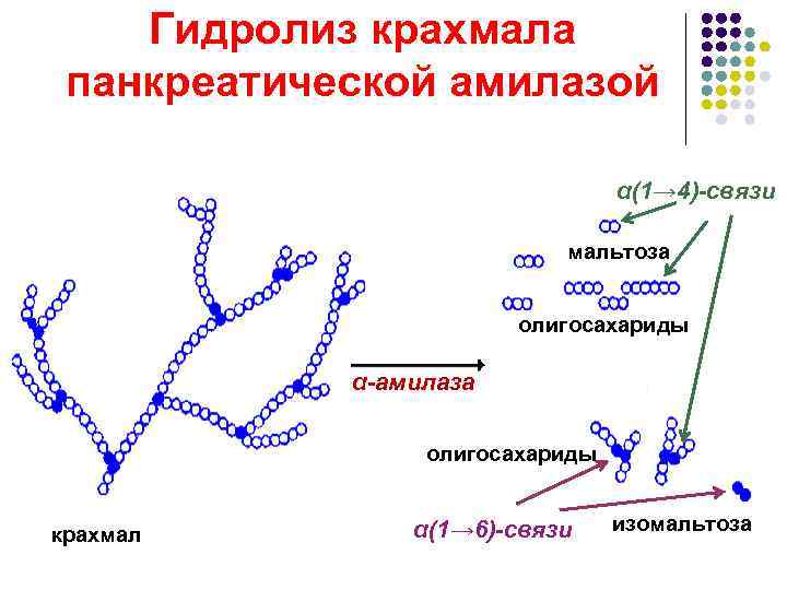   Гидролиз крахмала панкреатической амилазой      α(1→ 4)-связи 