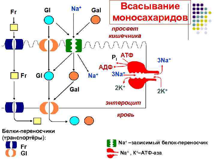      Всасывание     моносахаридов   