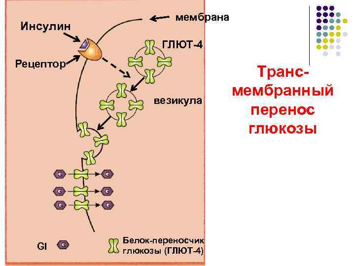      мембрана Инсулин    ГЛЮТ-4 Рецептор  