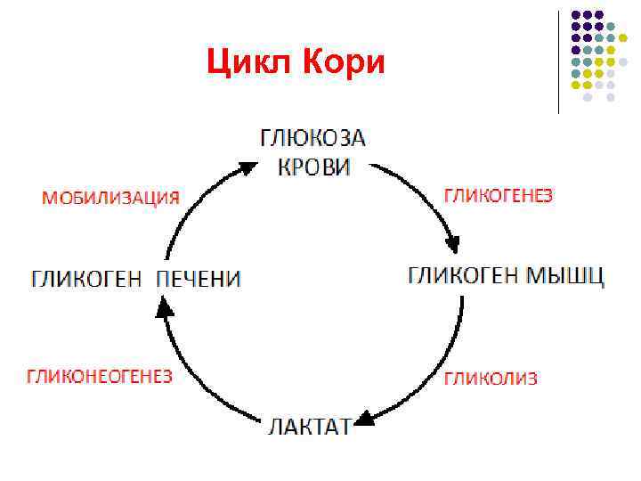 Цикл Кори 